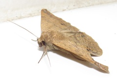 Ericeia congressa