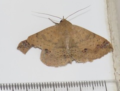 Ericeia congressa