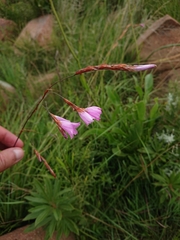 Dierama erectum