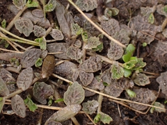 Lobelia perpusilla