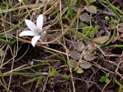 Lobelia perpusilla