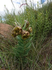 Pachycarpus grandiflorus