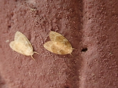 Schistophleps bipuncta