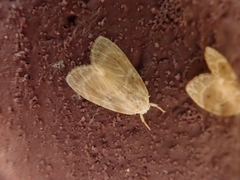 Schistophleps bipuncta