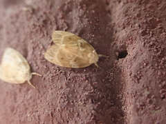 Schistophleps bipuncta