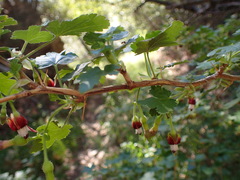 Ribes amarum