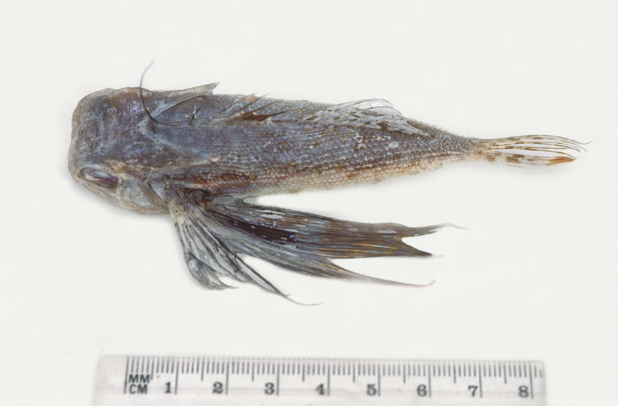 Rufous Flying Gurnard photo 3