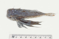 Rufous Flying Gurnard photo 2
