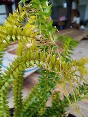 Phlegmariurus trifoliatus