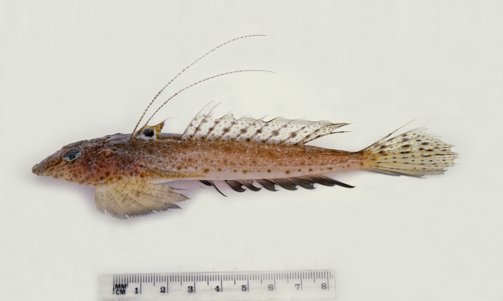 Mudhead dragonet (Callionymus limiceps) — Callionymidae