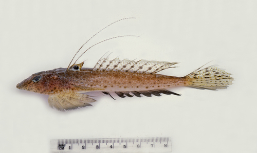 Mudhead dragonet (Callionymus limiceps) — Callionymidae