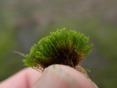 Bryoerythrophyllum recurvirostrum