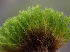 Bryoerythrophyllum recurvirostrum