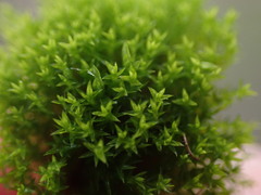 Bryoerythrophyllum recurvirostrum