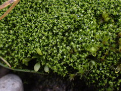 Bryoerythrophyllum recurvirostrum