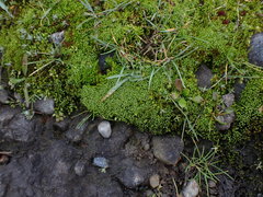 Bryoerythrophyllum recurvirostrum