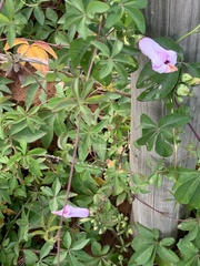 Ipomoea cairica