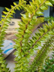 Phlegmariurus trifoliatus