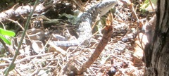 Elgaria multicarinata