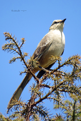 Chalk-Browed Mockingbird photo 6