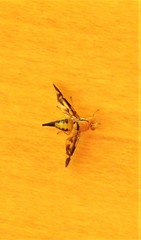 Austrorioxa acidiomorpha