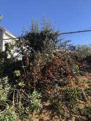 Pyracantha angustifolia