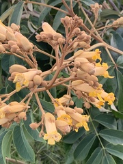 Bignoniaceae