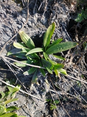Plantago subnuda