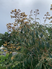 Bignoniaceae