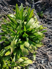 Plantago subnuda