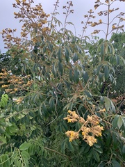 Bignoniaceae