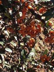 Pyracantha angustifolia