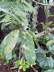 Cephaleuros lagerheimii