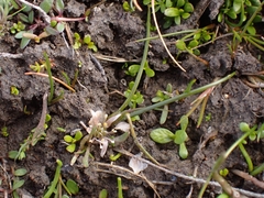 Ranunculus limosella