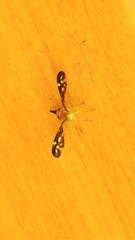 Austrorioxa acidiomorpha