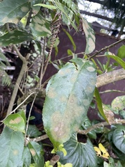 Cephaleuros lagerheimii