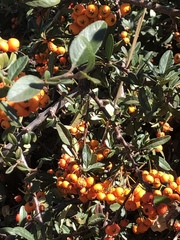 Pyracantha angustifolia