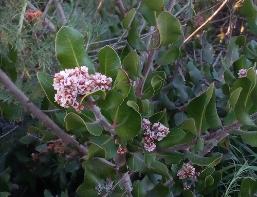 iNaturalist observation photo of lemonade berry