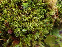 Dicranum howellii