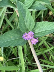 Lippia alba