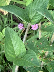 Lippia alba