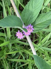 Lippia alba