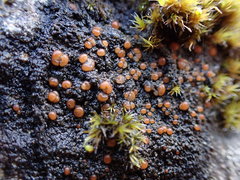 Fuscopannaria praetermissa