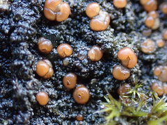 Fuscopannaria praetermissa