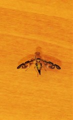 Austrorioxa acidiomorpha