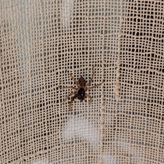 Menemerus semilimbatus