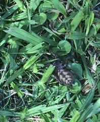 Hexathele hochstetteri