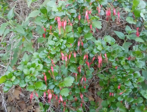 iNaturalist observation photo of Fuchsiaflower Gooseberry