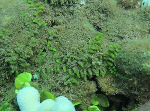 Caulerpa webbiana