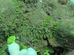 Caulerpa webbiana